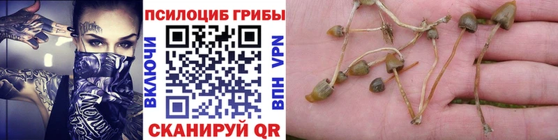 купить наркоту  Алапаевск  Псилоцибиновые грибы MAGIC MUSHROOMS 